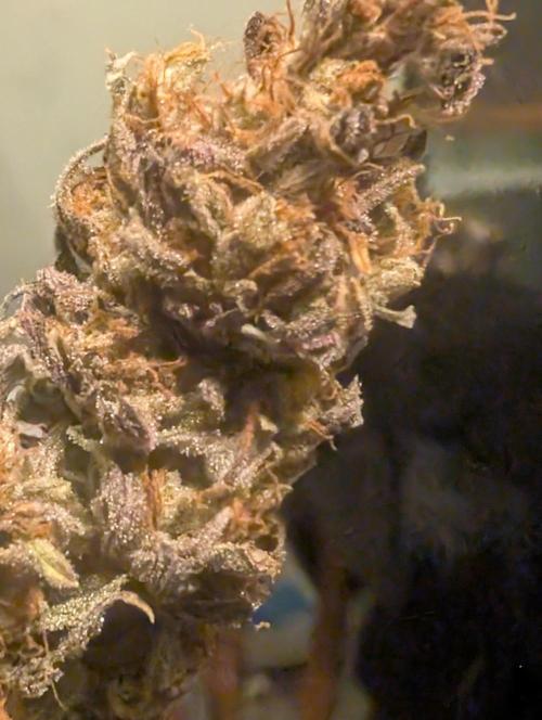 Mephisto Genetics. Week 2