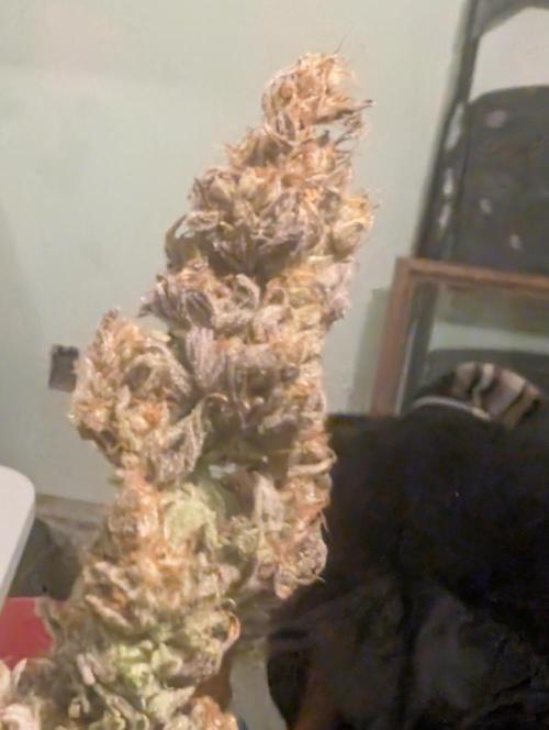Mephisto Genetics. Week 2