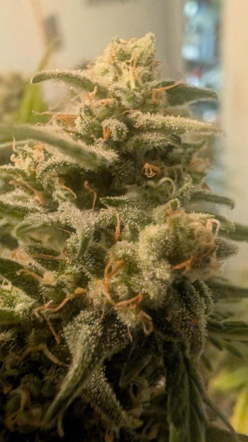 FastBuds 🔥. Week 13