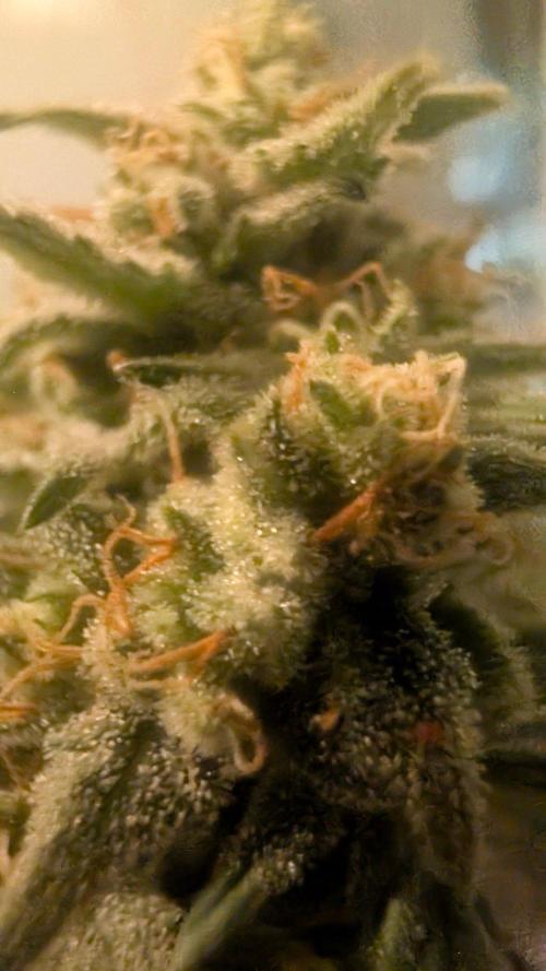 FastBuds 🔥. Week 13