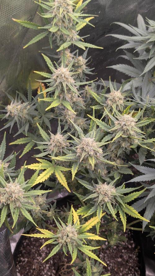 FastBuds 🔥. Week 13