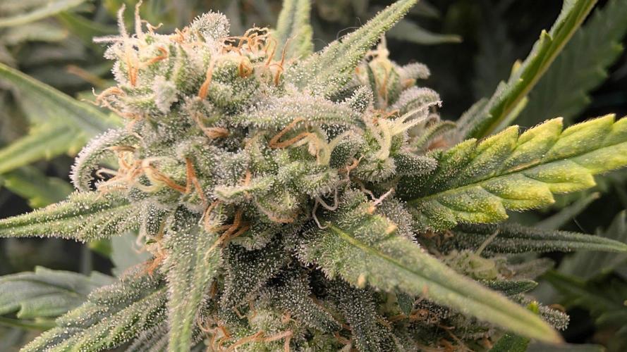 Orange Sherbet Auto. Week 13