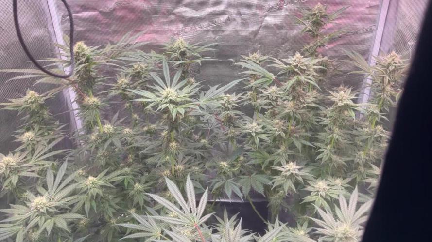 Nebula by Paradise Seeds
