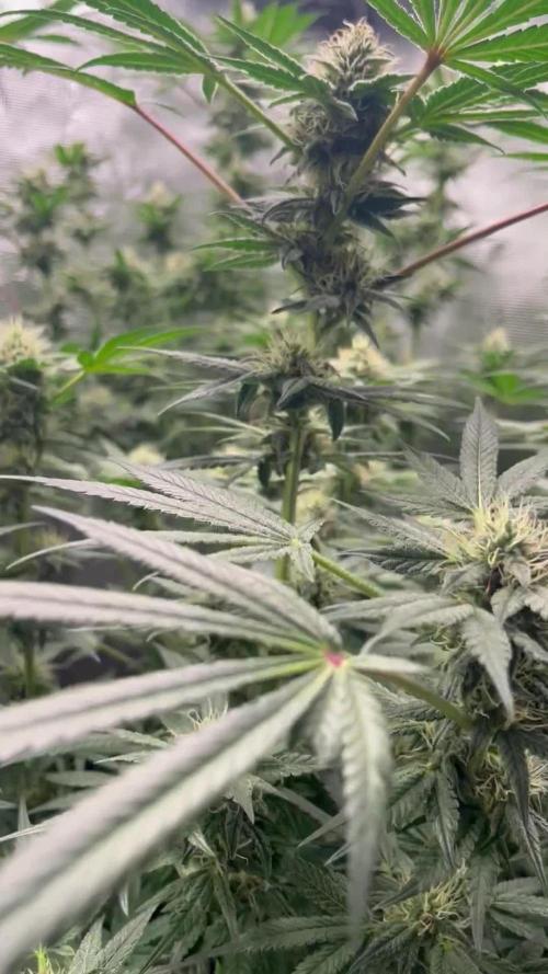 Nebula by Paradise Seeds