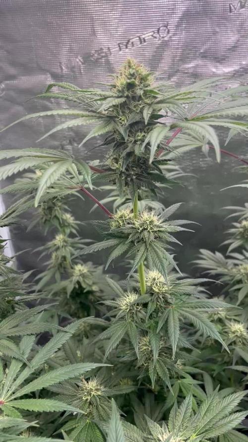 Nebula by Paradise Seeds