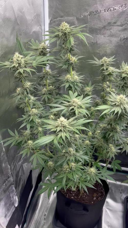 Nebula by Paradise Seeds