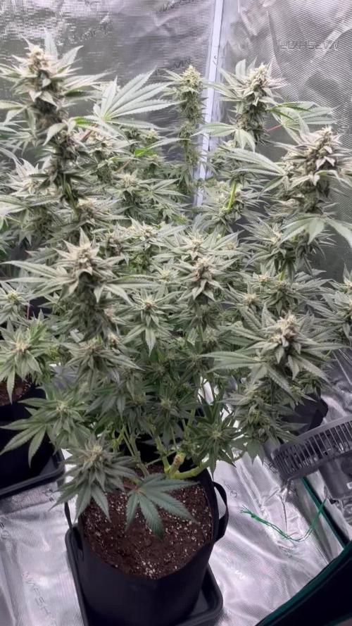 Nebula by Paradise Seeds