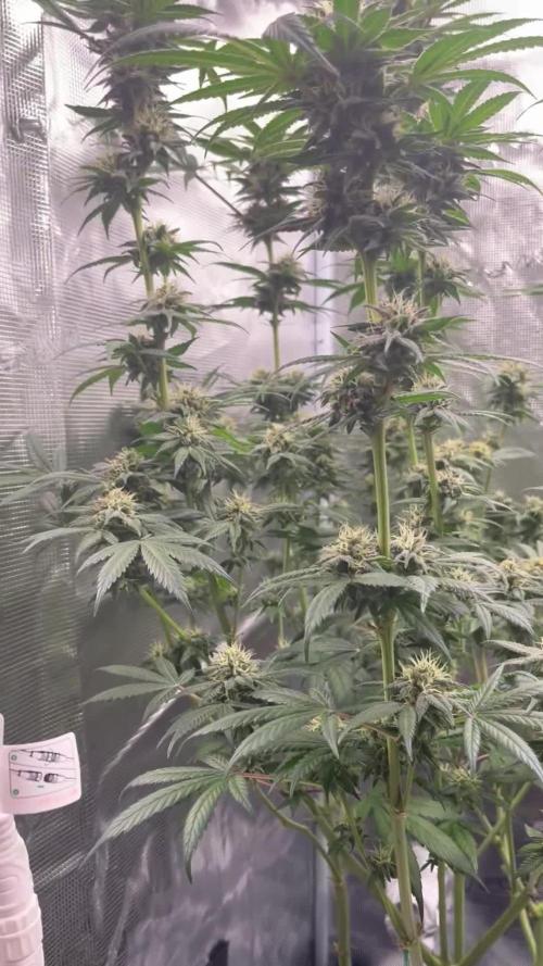 Nebula by Paradise Seeds