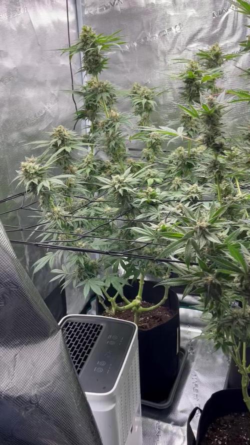 Nebula by Paradise Seeds