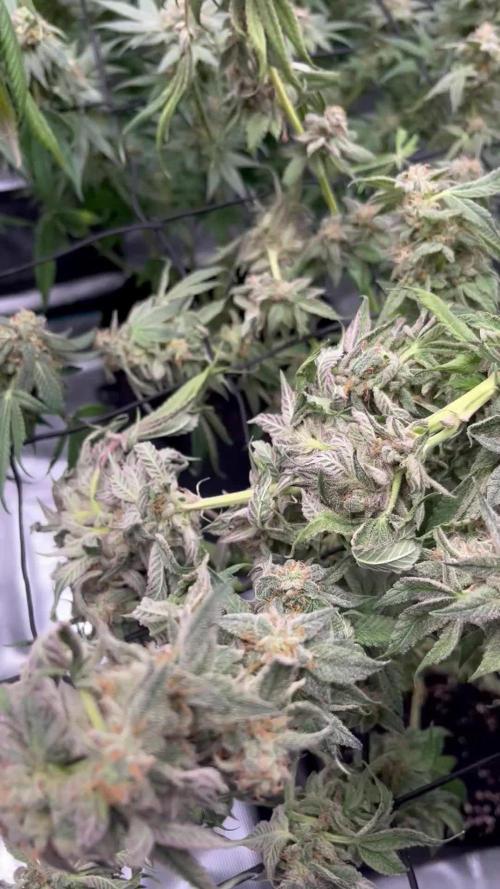 Nebula by Paradise Seeds
