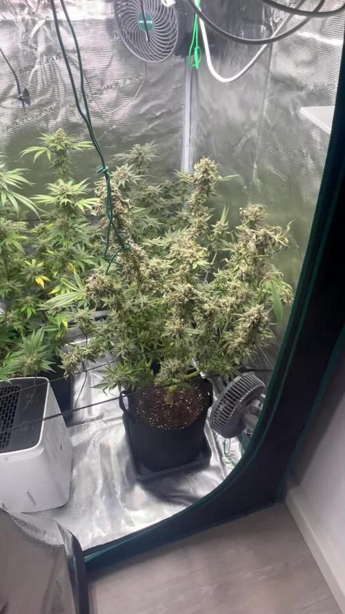 Nebula by Paradise Seeds