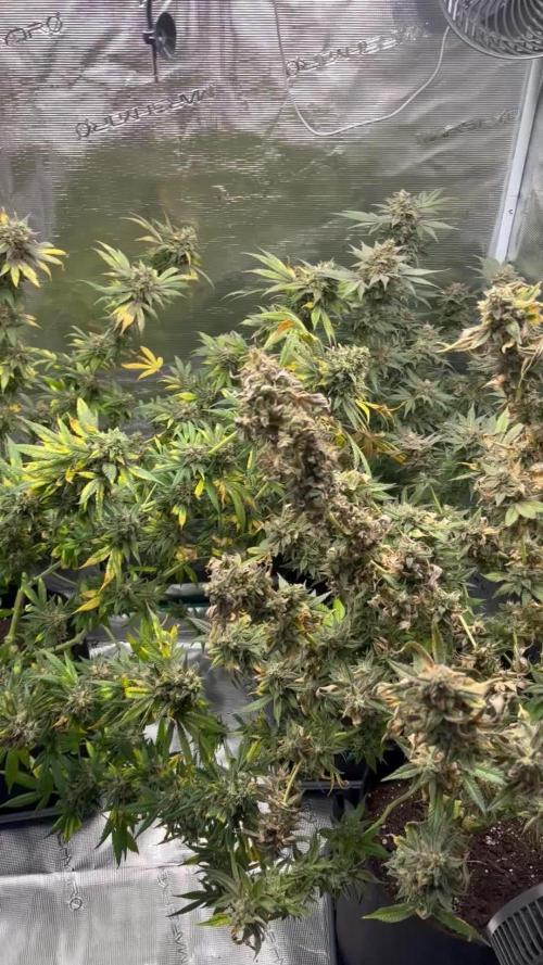Nebula by Paradise Seeds