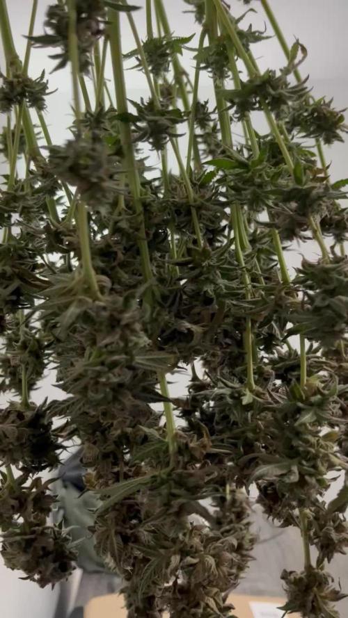 Nebula by Paradise Seeds