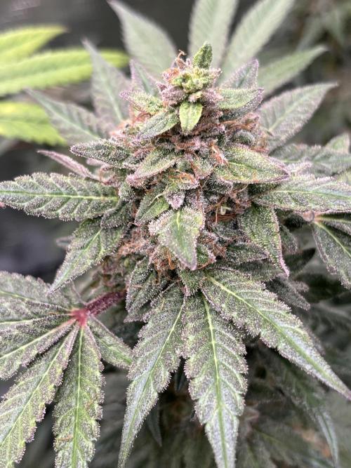 Nebula by Paradise Seeds. Week 15