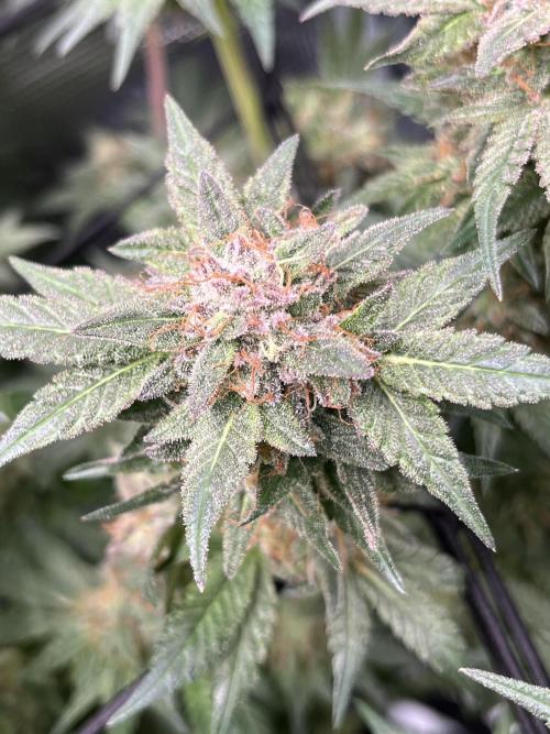 Nebula by Paradise Seeds. Week 16