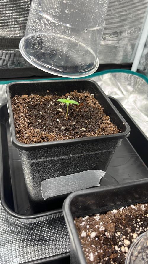 Doppler by Paradise Seeds. Week 0