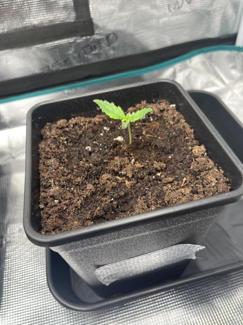 Doppler by Paradise Seeds. Week 0