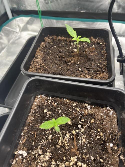 Doppler by Paradise Seeds. Week 1