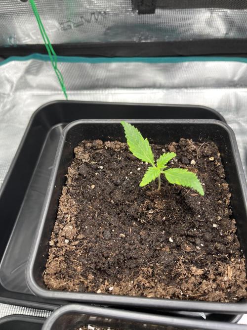 Doppler by Paradise Seeds. Week 1