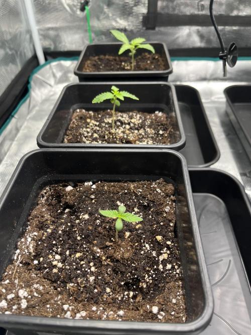 Doppler by Paradise Seeds. Week 2