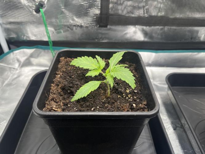 Doppler by Paradise Seeds. Week 2