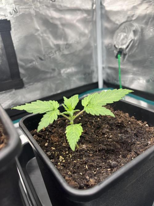 Doppler by Paradise Seeds. Week 2
