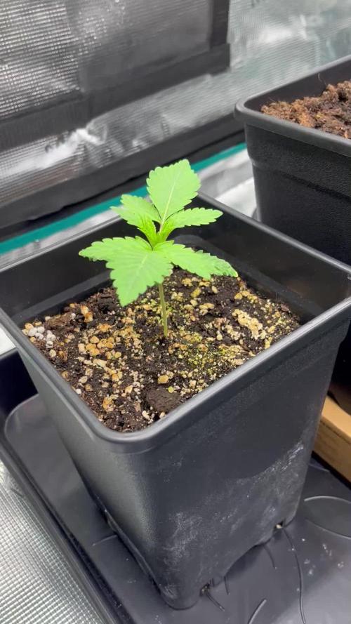 Doppler by Paradise Seeds
