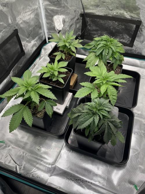 Kritikal Bilbo. Week 3