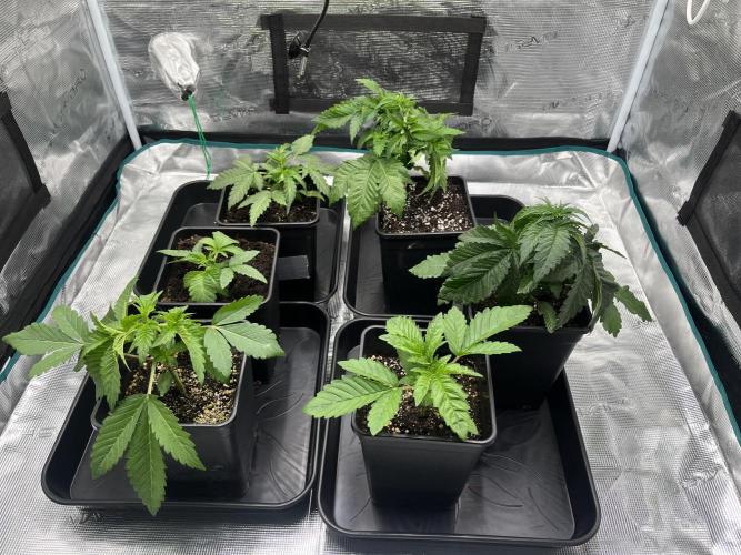 Vamonos Muchachos 🤪😎🤙🏼. Week 3 - did little Supercropping. Just to get down the big Leaves