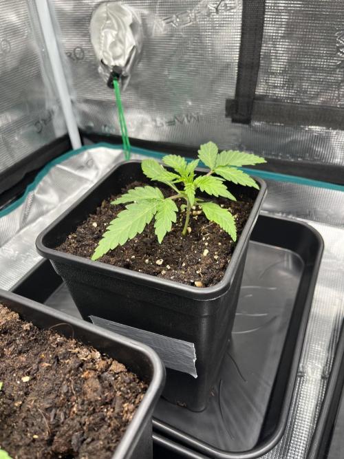 Doppler by Paradise Seeds. Week 3
