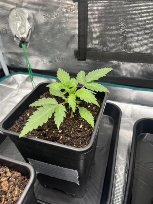 Doppler by Paradise Seeds. Week 3