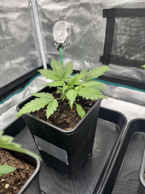 Doppler by Paradise Seeds. Week 3