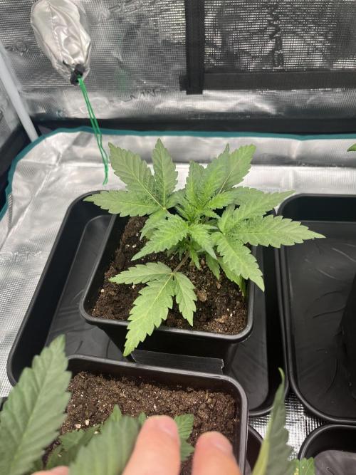 Doppler by Paradise Seeds. Week 3