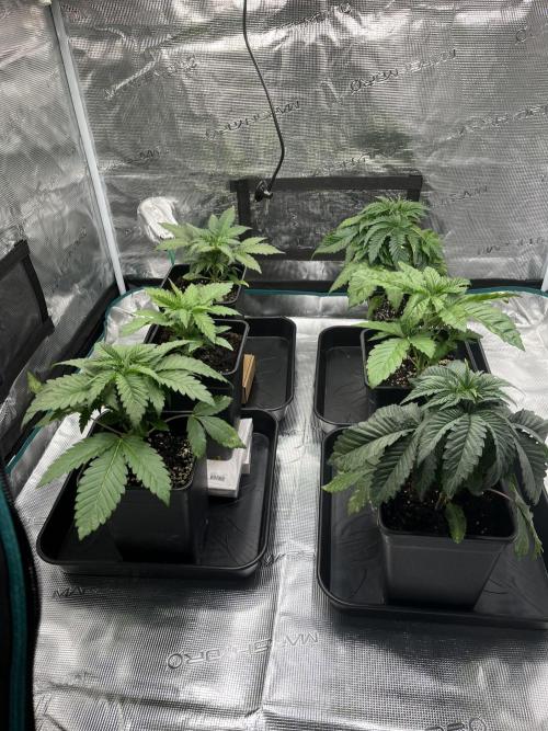 Doppler. Week 3