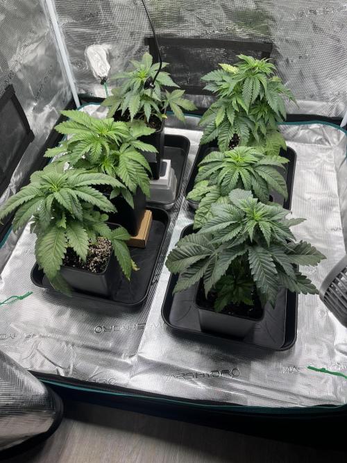 Doppler by Paradise Seeds. Week 4