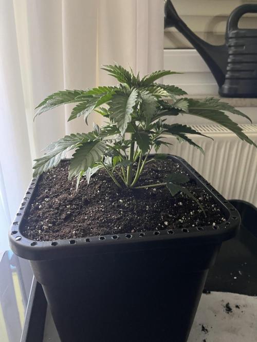 Doppler by Paradise Seeds. Week 4