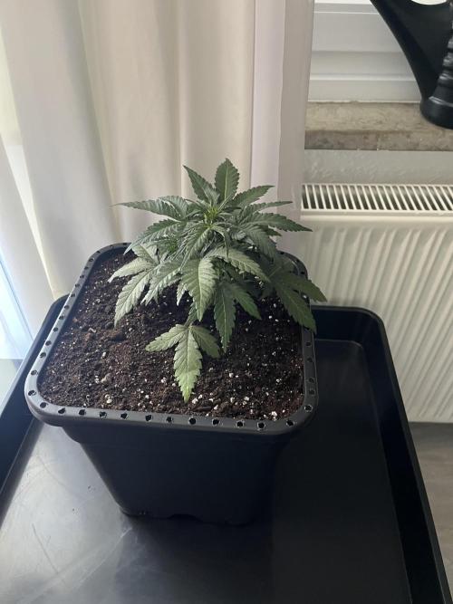Doppler by Paradise Seeds. Week 4
