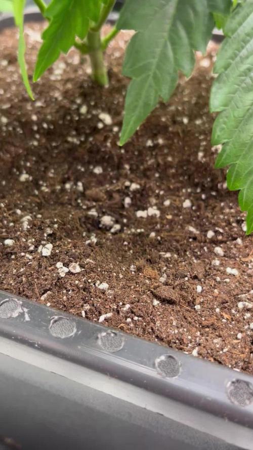 Doppler by Paradise Seeds
