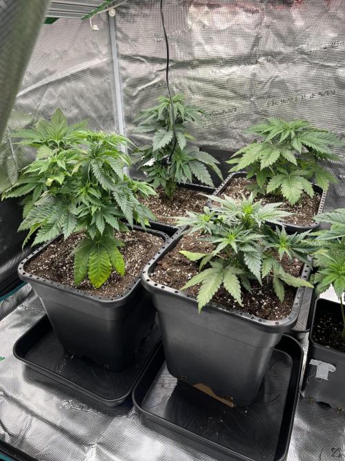 Kritikal Bilbo. Week 4