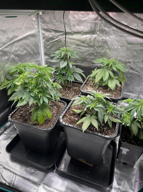 Doppler by Paradise Seeds. Week 5