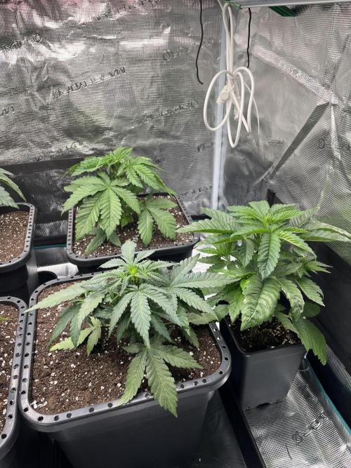 Doppler by Paradise Seeds. Week 5