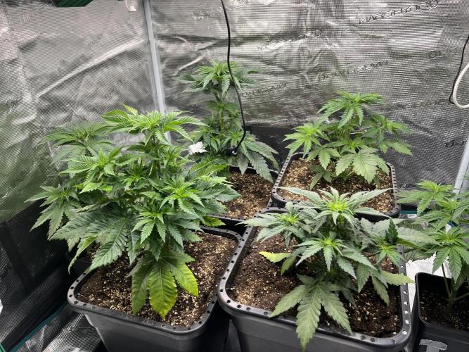 Doppler by Paradise Seeds. Week 5