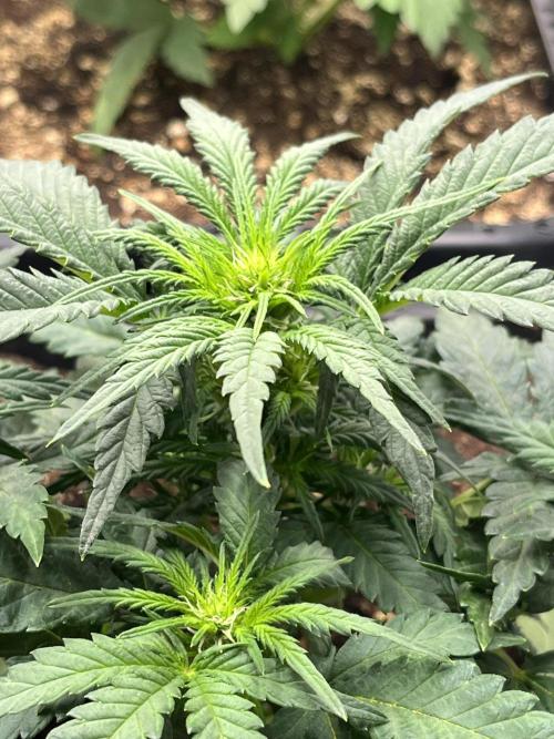 Doppler by Paradise Seeds. Week 5