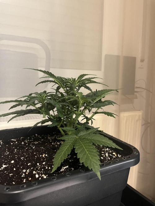 Doppler by Paradise Seeds. Week 5
