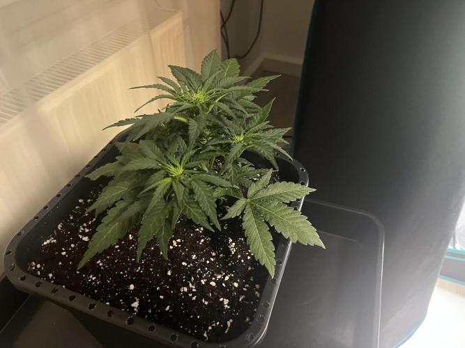 Doppler by Paradise Seeds. Week 5