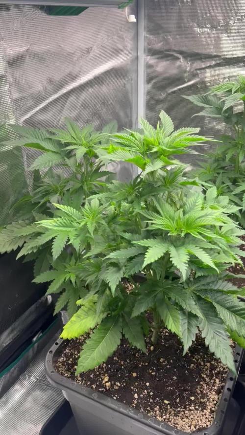 Doppler by Paradise Seeds