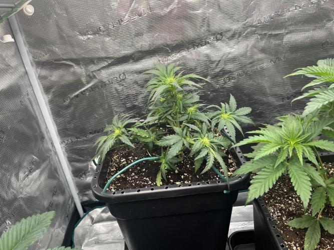 Doppler. Week 5