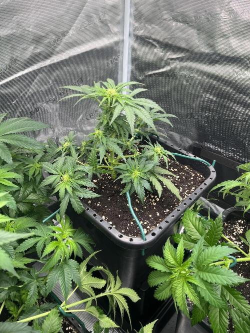 Doppler by Paradise Seeds. Week 6