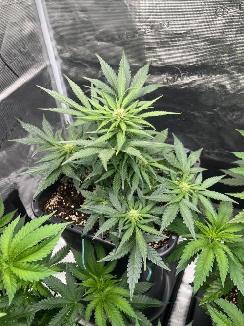Doppler. Week 6