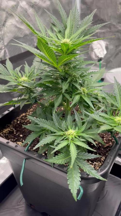 Doppler by Paradise Seeds